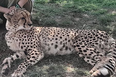 Cheetahs Encounter Giraffe house Wine tasting private tour