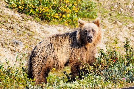 Explore Banff + Wildlife
