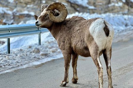 Icefields Parkway Experience