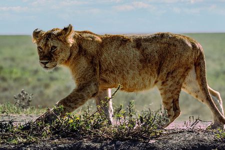 From Arusha: 5 Day Cats, Calves & Crater Safari, Ngorongoro