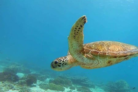 Muscat: Daymaniyat Island Snorkeling Amazing Trip