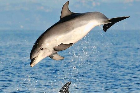 Dolphin Watching Tour with Snorkeling from Olbia