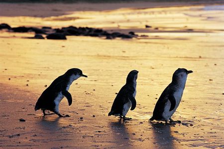 Phillip Island Penguin Parade Day Tour from Melbourne