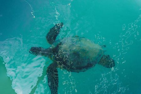 Sea Safari, Dolphins, Turtles and Waikiki Cruise