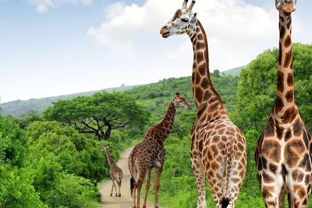 Full Day Phezulu Safari & Durban City Tour