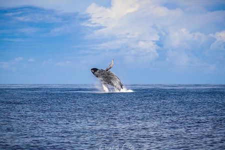 Kona Catamaran Whale Watch 