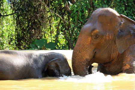 Elephant Sanctuary tour Pattaya half day no rides