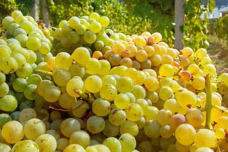 Malvasia Experience: Aeolian Wine Tasting in Salina