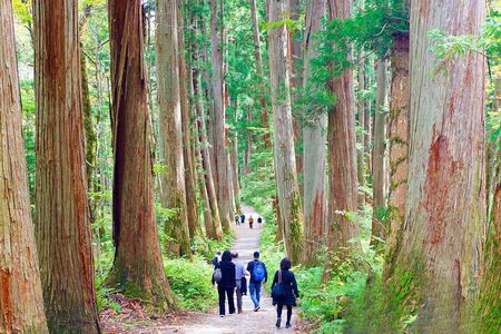 Togakushi: A Serene Walk Through Sacred Forests & Soba Traditions