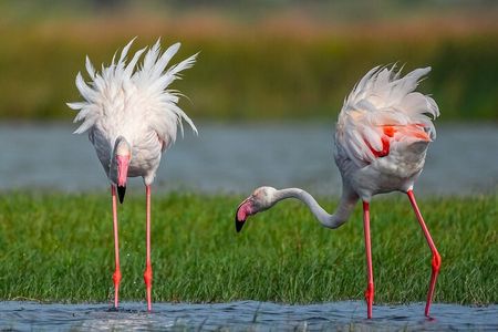 Bundala National Park Safari (PRIVATE TOURS)- Morning & Afternoon