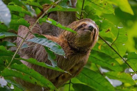 All Inclusive National Park Manuel Antonio with Binoculars