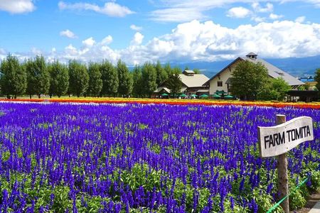 Hokkaido Day Tour Farm Tomita, Blue Pond, Blue Pond and Buffet