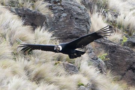 Condor Sanctuary in Antisana Park and Hummingbird Observatory 