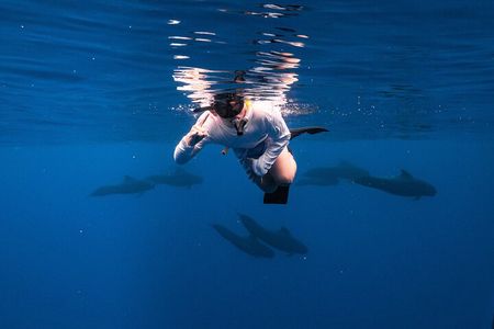 Wild Dolphin Swim, Turtle, Whale Safari with Guided Snorkeling 