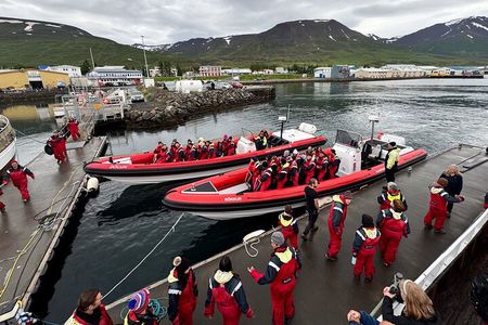 Express Whale Watching in Dalvik 