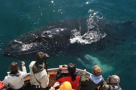 Classic Whale Watching from Dalvík Near Akureyri