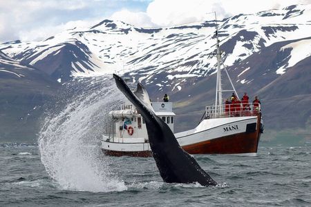 Classic Whale Watching from Dalvík Near Akureyri