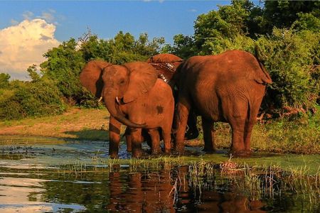 Half Day Safari Durban Tala Game Reserve and Natal Park