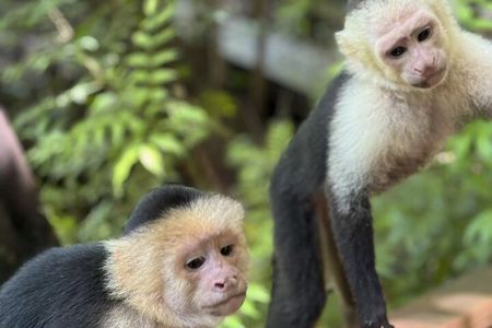 Monkeys, Sloths & Beach: Customizable Private Tour in Roatan