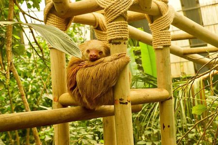 Monteverde Cloud Forest and Sloth Sanctuary Shore Excursion