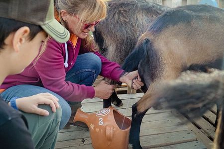 Sifnos Goat Milking and Cheese Making Experience