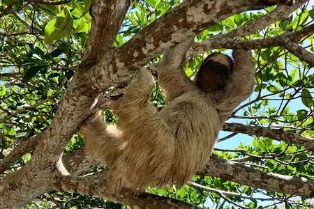 Sloth sanctuary, island excursion and West Bay beach