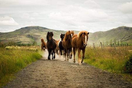 Horse Riding Tour in Reykjadalur (Smoky Valley)-All Riding Levels
