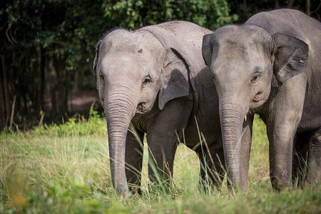 Ethical Elephant Sanctuary in Koh Samui