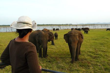 Essence of Sri Lanka 8 Day Tour with Gotrex Tours