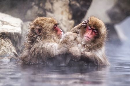 Nagano Snow Monkeys -Half day Private Tour