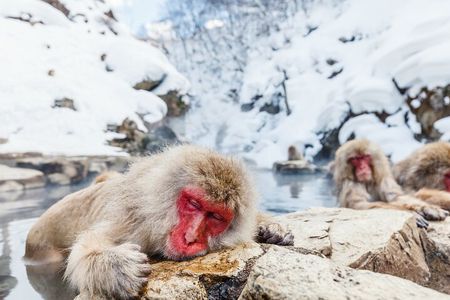 Jigokudani Snow Monkey and Togakushi Shrine Private Tour