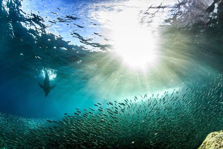 Full-Day Tour Nature Experience at Isla Espiritu Santo! Sea Lions