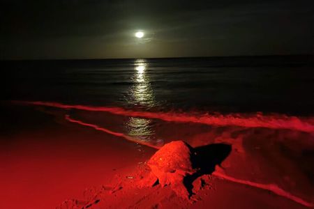 Night Adventure (The fascinating spawning of turtles) 