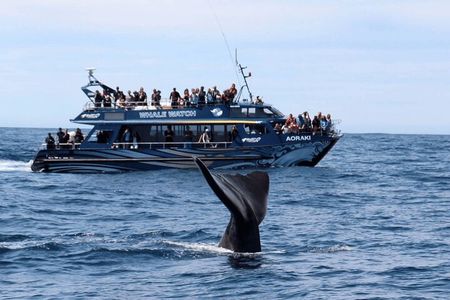  Kaikoura Day Trip including Whale Watch from Christchurch