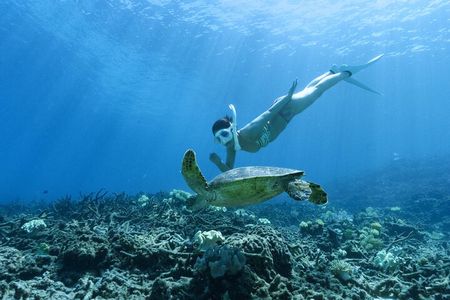 Private snokeling tour Ishigaki island