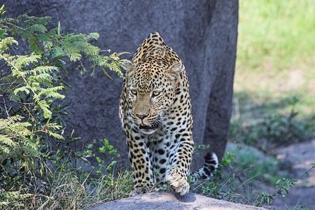 Hluhluwe-iMfolozi Park - Big 5 Full Day Safari