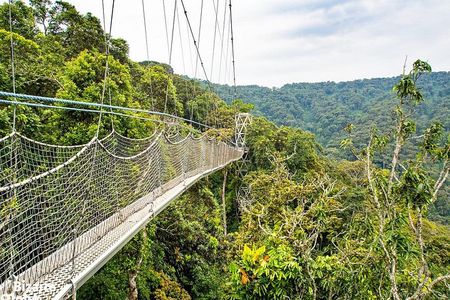 1 Day Canopy Walk Tour to Nyungwe NP