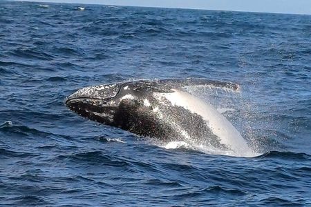 Cape Town: Hermanus Whale Watching Expedition