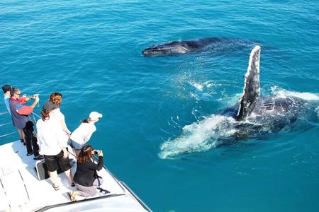 Whale Watching Sunset Cruise from Broome