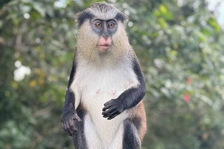 Half-Day Grenada Tour With Easy