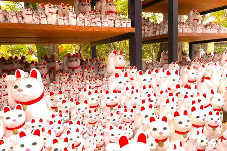 Tokyo: Lucky Cat Temple, Harajuku Cat Café & Optional PM Cat Tour
