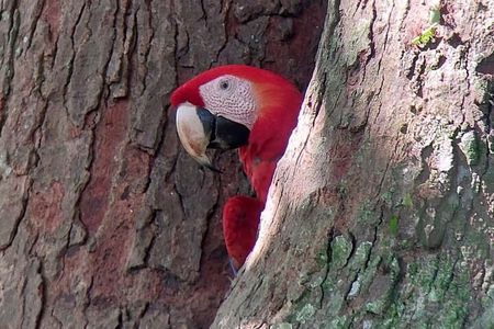 Carara National Park Private Tour