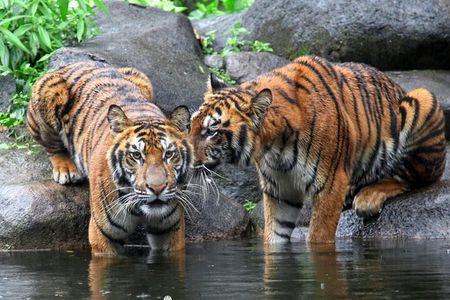 5 Day Delhi Agra Jaipur with Ranthambore-Taj Mahal Sunrise/Sunset