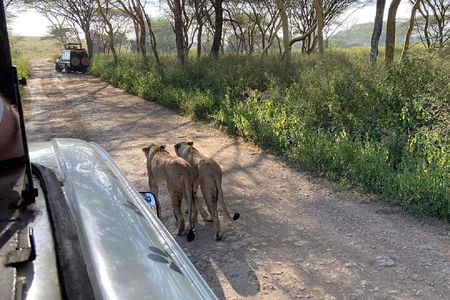 Nairobi National Park, Baby Elephant & Giraffe with Entry Fee