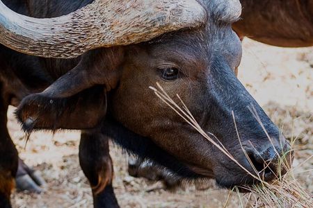 Bora Bora Wildlife Park Half Day Tour in Diani