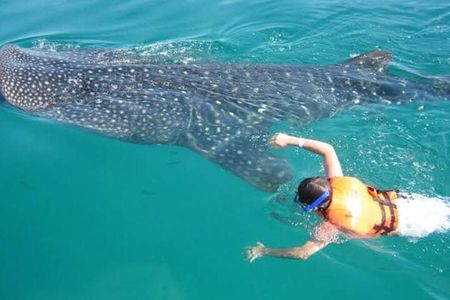 Whale Shark Wonder Tours From Cancun