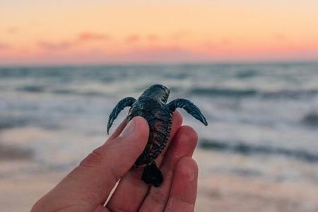Bali Horse Riding and Turtle Release at Saba Beach
