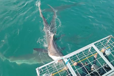 Gansbaai Shark Cage Diving with surface air available 
