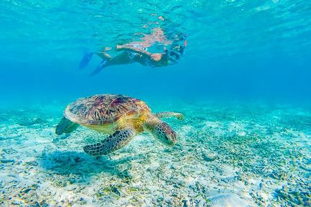 Waikiki Turtle Snorkeling Boat Tour and Adventure