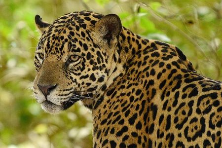 3 Day Chitwan National Park, Jungle Safari Package all Inclusive